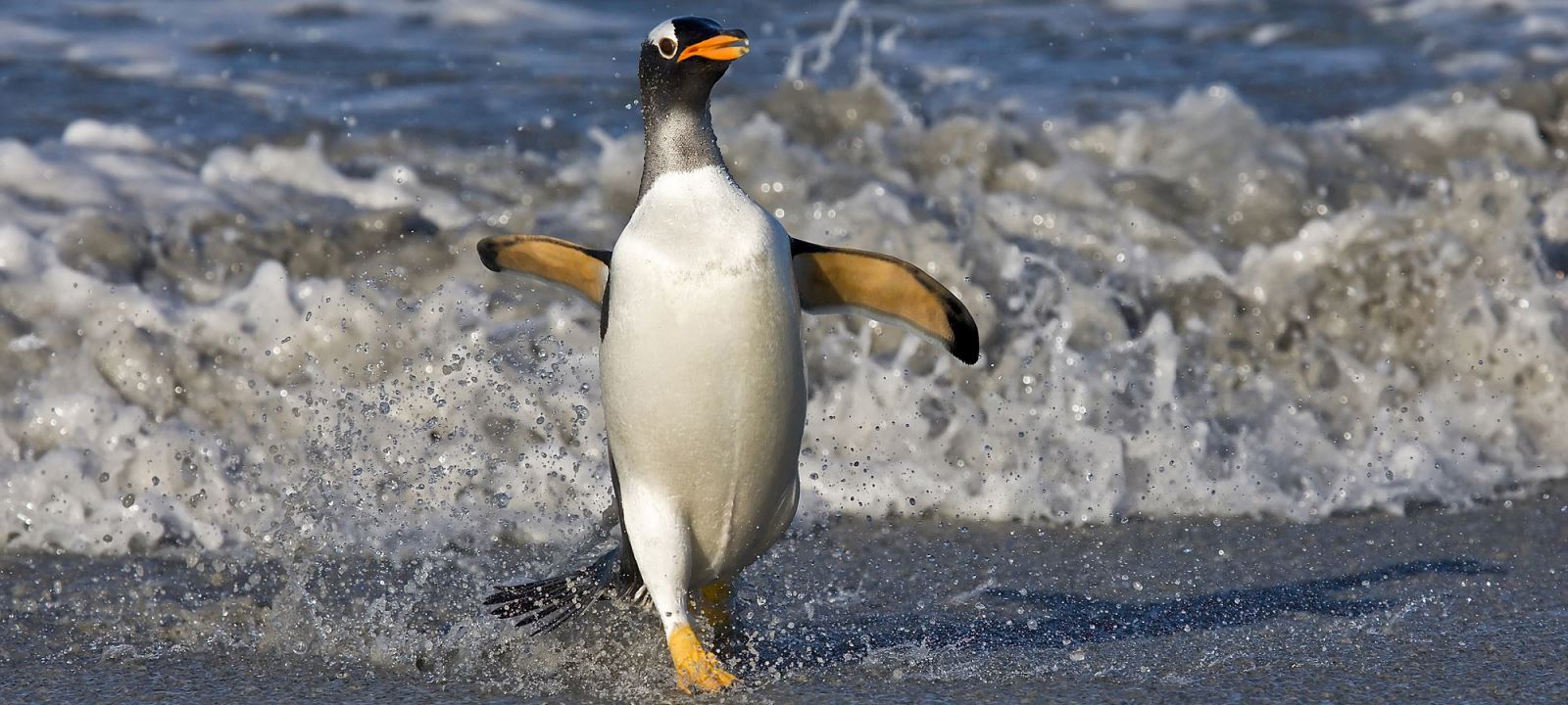 Gentoo Penguin on the Falklands